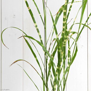 iR쑐jXXLij^JmnXXLỉHj2D5`3i1|bgjixԁj