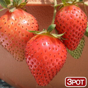 iϗtAjTg[@ؕc@C`S@@3i3|bgj@ƒ؉@ʕ@t[c