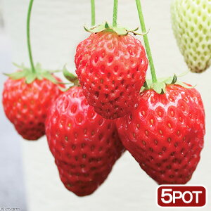 (観葉植物)サントリー 野菜苗 イチゴ ドルチェベリー 3号(5ポット) 家庭菜園 果物 フルーツ