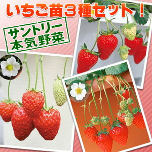 (観葉植物)サントリー 野菜苗 イチゴ3種セット 3号(各2ポット) 家庭菜園 果物 フルーツ