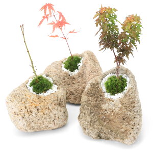 （盆栽）苔盆栽　抗火石鉢植え　紅葉（モミジ　品種おまかせ表記無し）Sサイズ（1鉢）飾り石つき