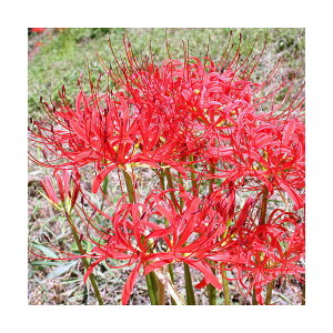 iR쑐jqKoiiRXWA[^@֎썹؁j@3i3|bgZbgj