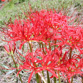 （山野草）ヒガンバナ（リコリスラジアータ　曼珠沙華）　3号（5ポット）