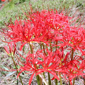 iR쑐jqKoiiRXWA[^@֎썹؁j@3i5|bgj