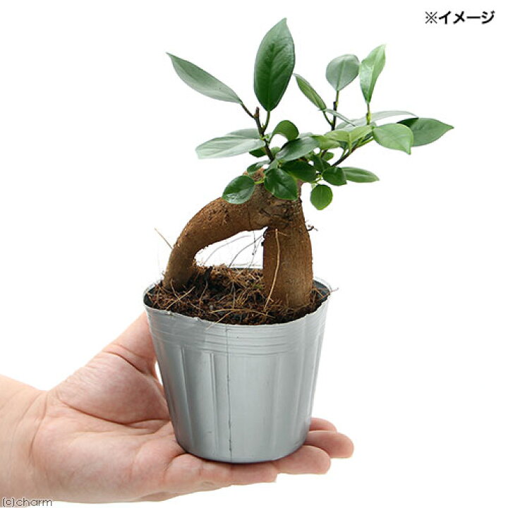 楽天市場 観葉植物 ガジュマル ３号 １ポット Charm 楽天市場店