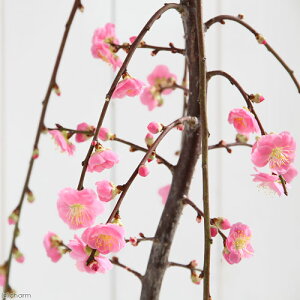 i~́j~@~iԐF܂j@4i1|bgj