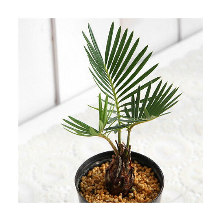 楽天市場 観葉植物 サイカス ソテツ 蘇鉄 ２ ２ ５号 １鉢 北海道冬季発送不可 Charm 楽天市場店