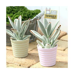 うさぎ 観葉植物の人気商品 通販 価格比較 価格 Com