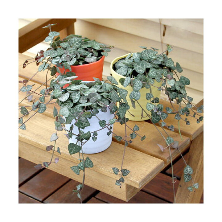 楽天市場 観葉植物 ハートカズラ セロペギア ウッディー ２ ５号 ３鉢 Charm 楽天市場店