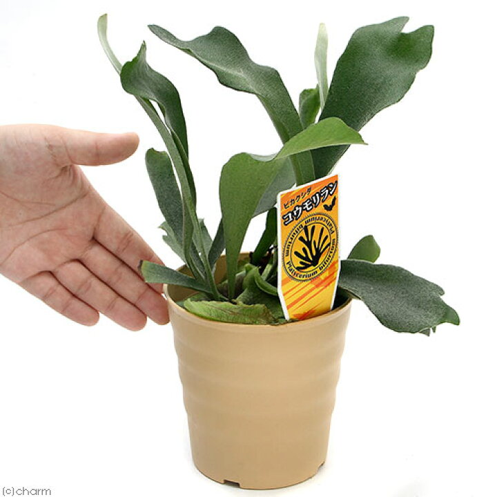 楽天市場】（観葉植物）コウモリラン ビカクシダ 4号（1鉢） : charm 