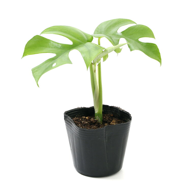 楽天市場 観葉植物 ヒメモンステラ ３号 １ポット Charm 楽天市場店