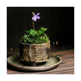 （山野草）苔盆栽　おまかせ益子焼鉢植え　スミレ（菫）丸型　小（1鉢）【HLS_DU】