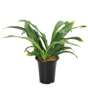 iR쑐jIgiNj@Ig@Di@΁j@5D5i1jixԁj