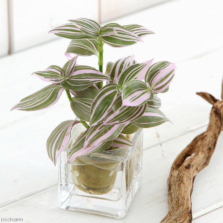 楽天市場】(観葉植物)ミニ観葉 オアシス苗 トラディスカンチア ラベンダー(1苗) : charm 楽天市場店 楽天市場】(観葉植物)ミニ観葉 オアシス苗 トラディスカンチア ラベンダー(1苗) : charm 楽天市場店