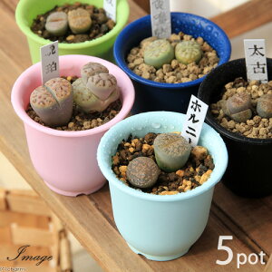 (多肉植物)リトープス(玉型メセン) 品種おまかせ 2号(5鉢)