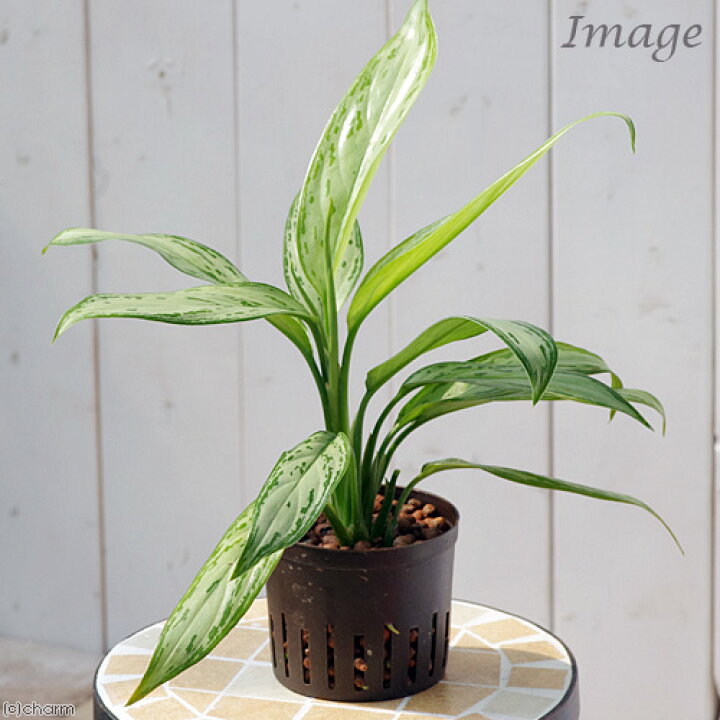 楽天市場】（観葉植物）ハイドロ苗9φ・Lサイズ アグラオネマ 