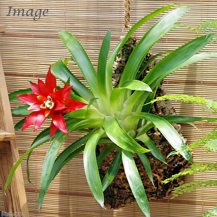 楽天市場 観葉植物 バージンコルクプランツ グズマニア レッド １個 Charm 楽天市場店