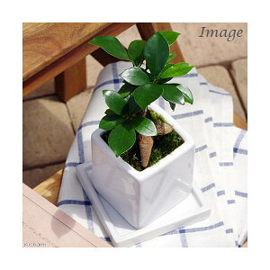 (観葉植物)小さい インテリア ガジュマル 陶器鉢植え ダイスS白(1鉢)受皿付 苔 鉢植え おしゃれ 室内 プレゼント