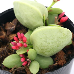 観葉植物 ディスキディアの人気商品 通販 価格比較 価格 Com