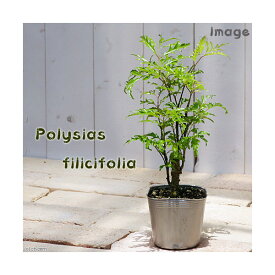 （観葉植物）ポリシャス　フィリシフォリア　3号（1ポット）【HLS_DU】