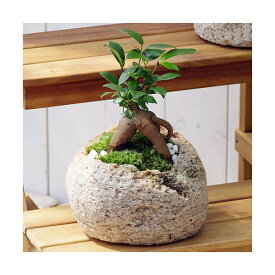 （観葉植物）苔盆栽　ガジュマル　抗火石鉢植え　Mサイズ（1鉢）苔・白石　鉢植え　おしゃれ　室内　プレゼント【HLS_DU】