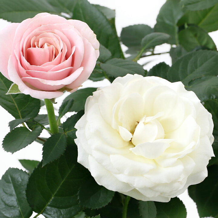 楽天市場 観葉植物 ミニバラ インフィニティローズ 花色おまかせ 開花終了株 ４号 １鉢 北海道冬季発送不可 Charm 楽天市場店