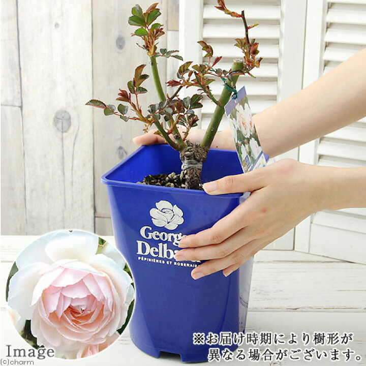 楽天市場 観葉植物 バラ苗 デルバール マダム フィガロ 6号 1鉢 Charm 楽天市場店 楽天市場 観葉植物 バラ苗 デルバール マダム フィガロ 6号 1鉢 Charm 楽天市場店