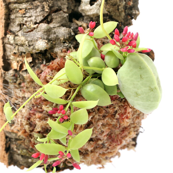 楽天市場 観葉植物 バージンコルクプランツ ディスキディア カンガルーポケット １個 アリ植物 Charm 楽天市場店