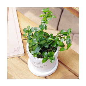 (観葉植物)小さい インテリア つる性ガジュマル フレグランドラウンドポットXXS植え(1鉢)受皿付 苔 鉢植え おしゃれ 室内