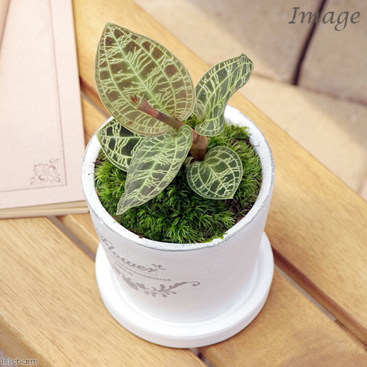 楽天市場 観葉植物 マコデス ペトラ 陶器鉢植え フレグランドラウンドポットｘｘｓ １鉢 受け皿付き ジュエルオーキッド Charm 楽天市場店