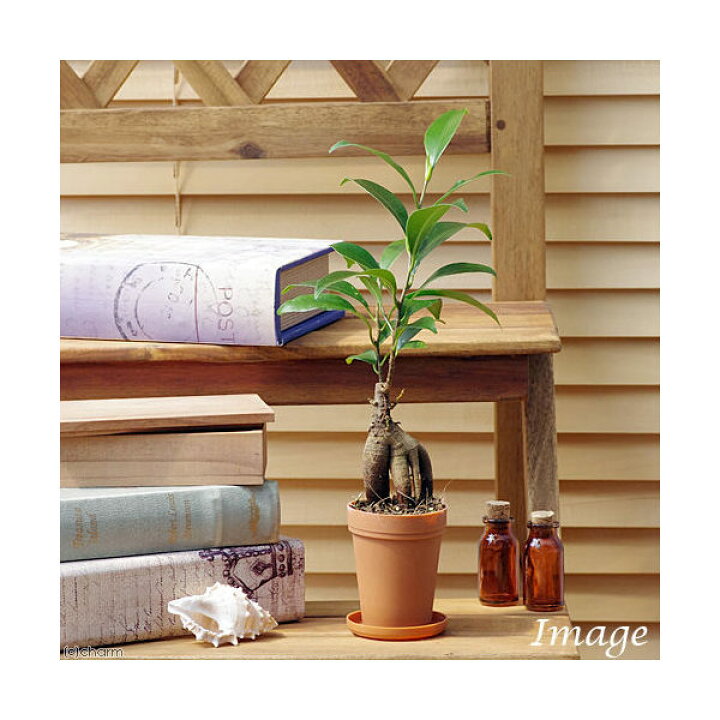 楽天市場 観葉植物 ガジュマル ２号 １鉢 受け皿無し Charm 楽天市場店