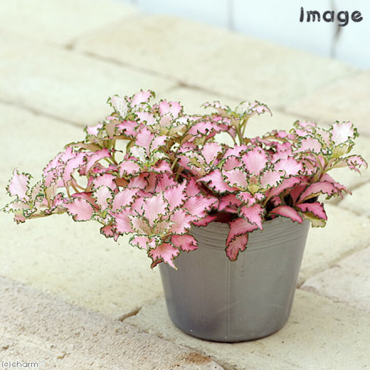 楽天市場 観葉植物 フィットニア ピンク ３号 １ポット Charm 楽天市場店