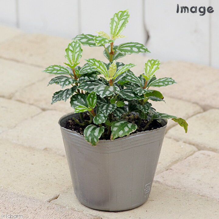 楽天市場 観葉植物 ピレア カディエレイ 3号 1ポット Charm 楽天市場店 楽天市場 観葉植物 ピレア カディエレイ 3号 1ポット Charm 楽天市場店