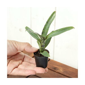 iϗtAjroEvc@uA@lIQA@veBA[i@3cm|bgi1|bgj^NuA