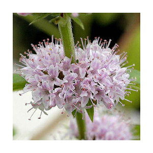 iϗtAjn[uc@jznbJ@@3i1|bgjixԁj