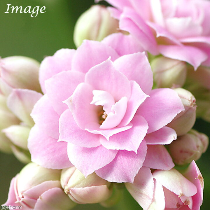 楽天市場 観葉植物 カランコエ クイーンローズフラワー ピンク ３ ５号 １鉢 Charm 楽天市場店