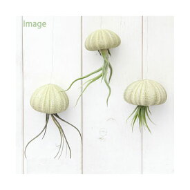 （観葉植物）ジェリーフィッシュエアープランツ　品種おまかせ　グリーンシーアーチン（3個）