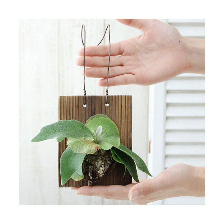 プラティケリウム ネザーランド】ビカクシダ／コウモリラン 3.5号 - The Plant&Flower 植物と花 ビカクシダ コウモリラン ビフルカツム ネザーランド 3株セット r