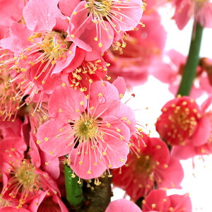 i~́j~@REoCig~j@i킨܂ELږ@5i1jixԁj