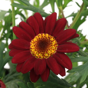 iϗtAjTg[@{U}[Kbg@`F[@3D5i1|bgj