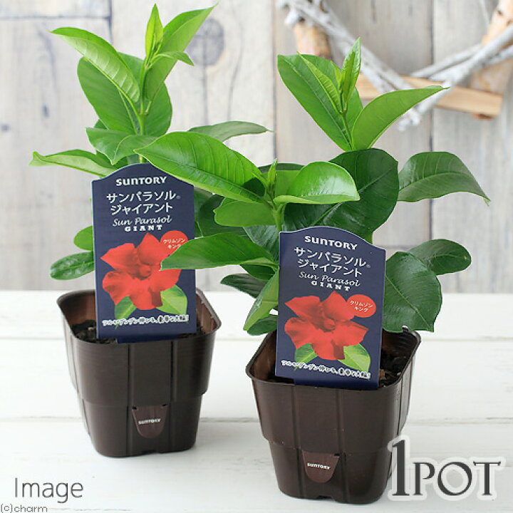 楽天市場 観葉植物 サントリー サンパラソル ジャイアント クリムゾンキング 3 5号 1ポット Charm 楽天市場店 楽天市場 観葉植物 サントリー サンパラソル ジャイアント クリムゾンキング 3 5号 1ポット Charm 楽天市場店