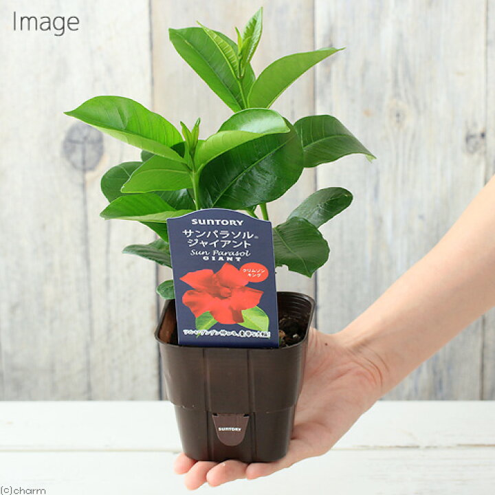 楽天市場 観葉植物 サントリー サンパラソル ジャイアント クリムゾンキング 3 5号 1ポット Charm 楽天市場店 楽天市場 観葉植物 サントリー サンパラソル ジャイアント クリムゾンキング 3 5号 1ポット Charm 楽天市場店