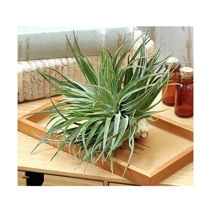 楽天市場 観葉植物 エアープランツ ティランジア ストリクタ ブラックビューティー １株 Charm 楽天市場店