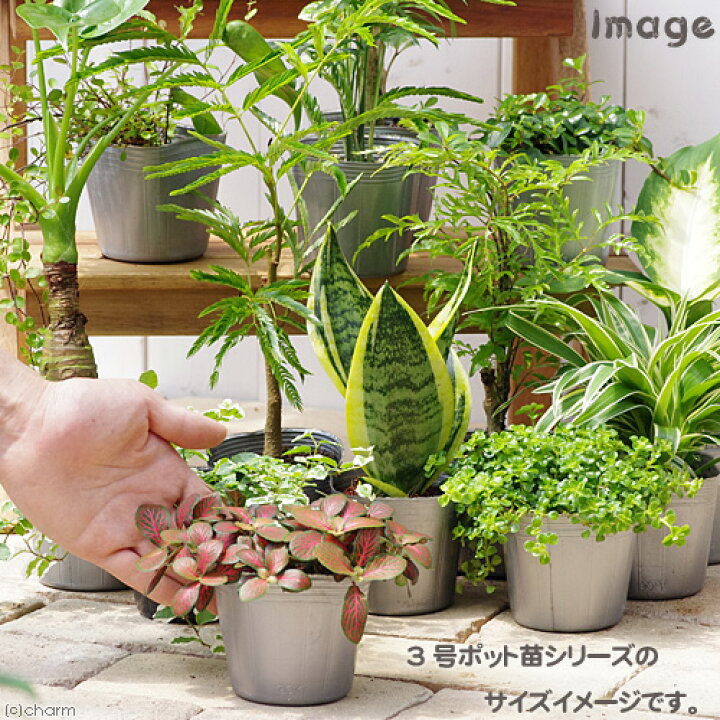 楽天市場 観葉植物 シダ アスプレニウム アビス ３ ３ ５号 １ポット Charm 楽天市場店
