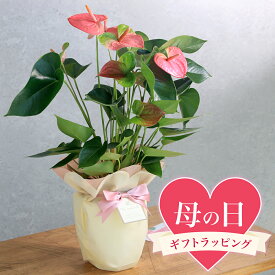 楽天市場 アンスリウム 花束 切花 花 観葉植物 花 ガーデン Diyの通販