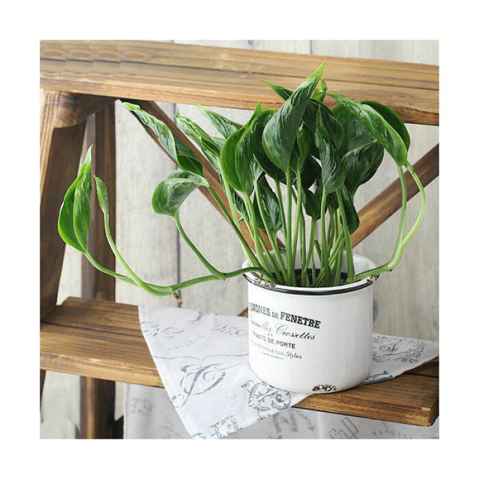 観葉植物 ポトス テルノ シャングリラ 3号 1ポット Pvp Product Details Japanese Proxy Shopping Service From Japan