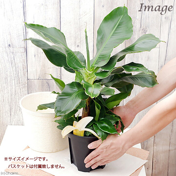 楽天市場 観葉植物 バナナ トロピカーナ ６号 １鉢 説明書付き Charm 楽天市場店
