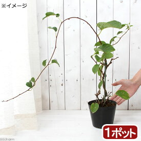 楽天市場 ベビーキウイ 栽培の通販
