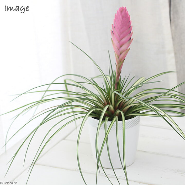 楽天市場 観葉植物 エアープランツ ティランジア キアネア 斑入り ４号 １鉢 開花終了株 北海道冬季発送不可 Charm 楽天市場店