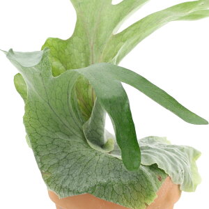 コウモリラン ビカクシダ 観葉植物の通販 価格比較 価格 Com